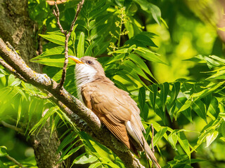 Close up shot of Yellow-billed cuckoo