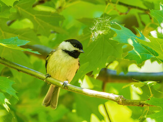 Fototapeta premium Close up shot of Black-capped chickadee