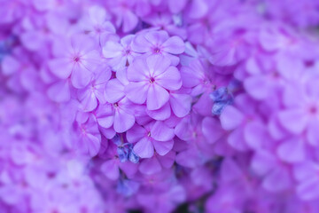 beautiful photo lots of pink phlox flowers, selective focus. desktop wallpapers, postcards