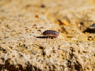 Close up shot of Armadillidiidae