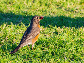 Close up shot of American Robin on ground