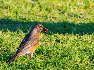 Close up shot of American Robin on ground