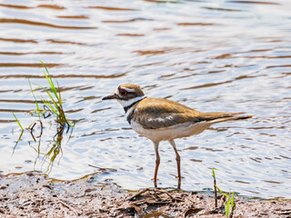 Close up shot of Killdeer bird