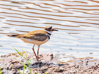 Close up shot of Killdeer bird