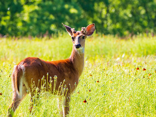 Sunny view of the White-tailed deer