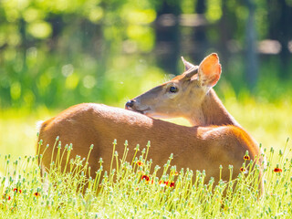 Fototapeta premium Sunny view of the White-tailed deer