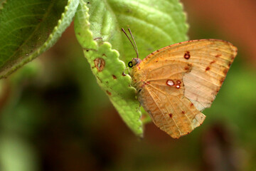 Close up of butterfly with broken wings in my garden