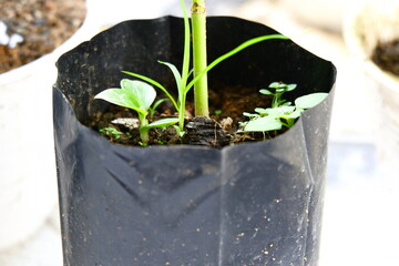 seedling in a pot