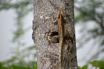 trunk of a tree
