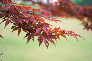 red leaves