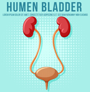 Human internal organ with kidneys and bladder