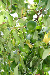 Raw avocado  growing on tree branch
