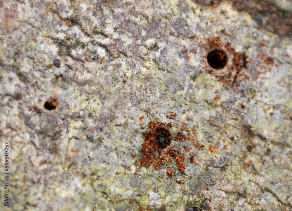 Poster bark beetle, dryocoetes alni working on alder wood