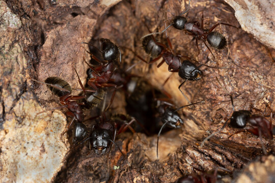 Carpenter ants, Camponotus guarding hole in aspen wood, this insect can be a major pest on wood
