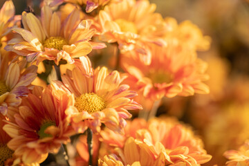 orange chrysanthemum flower