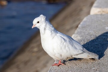 A beautiful white dove with a tuft on the back of its head sits on a concrete slab and bask in the sun