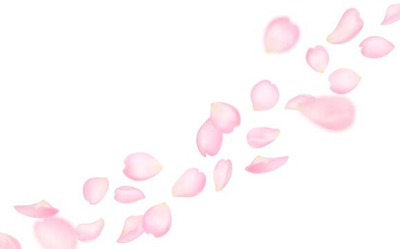 Flying sakura petals background of cherry blossom pink petals, vector flowers. Sakura petals falling, realistic blooming floral blossoms in wind, Valentine love, spring and wedding background
