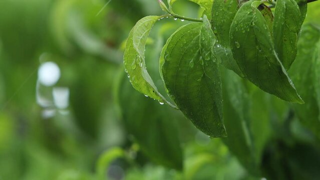雨に濡れるハナミズキの青葉　梅雨イメージ
