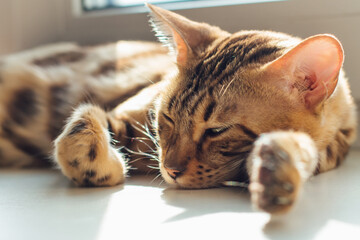 Cute golden bengal kitty cat laying on the windowsill and relaxing.