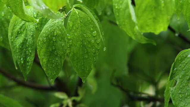 雨に濡れるハナミズキの青葉　梅雨イメージ