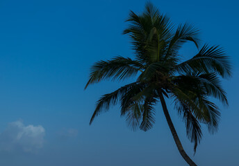 Obraz premium Landscape view of beautiful, lush green, and tall coconut or palm trees at Velneshwar beach, Maharashtra, India