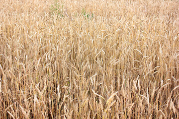 A field with golden wheat. Yellow wheat background. Harvesting.