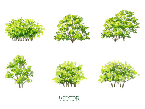 Vector watercolor of tree side view isolated on white background for landscape  and architecture drawing, elements for environment and garden,botanical elements 