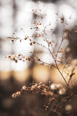 A brown and orange photograph of a bush with a beautiful, dreamy background.