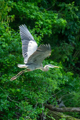heron