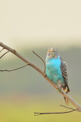 beautiful budgerigar parakeet or budgie perching on a branch in wild with blurred background 