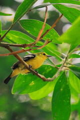 a beautiful male common iora (aegithina tiphia) is perching on a tree branch, summertime in Indian rainforest
