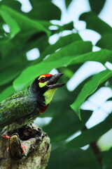 crimson breasted barbet or coppersmith barbet (psilopogon haemacephalus) is chirping, green natural background, summertime of indian rainforest