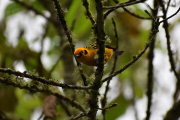 robin on a branch