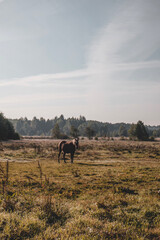 horse on a farm