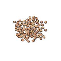 나복자 한약재 일러스트