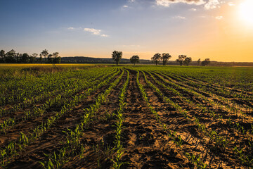 Closeup view of Midwestern soy field in spring at sunset - obrazy, fototapety, plakaty