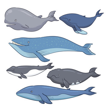 hand drawn whale collection 1