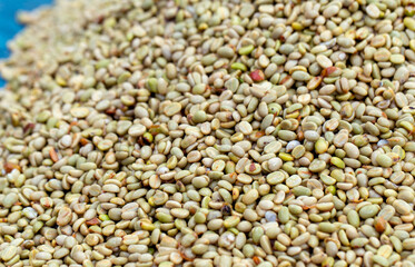 Fresh Arabica coffee berries . Organic coffee farm