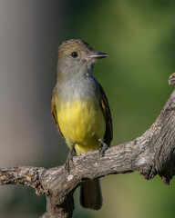 Great Crested Flycatcher