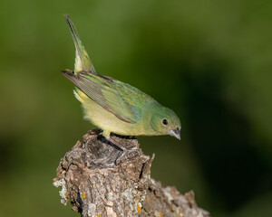 Immature Male Painted Bunting