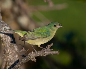 Immature Male Painted Bunting