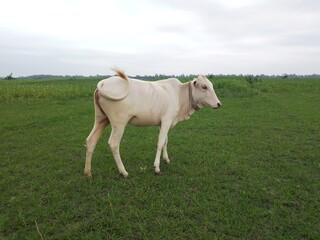 Naklejka na ściany i meble A white cow is standing in the green field