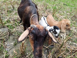 goat and baby goat