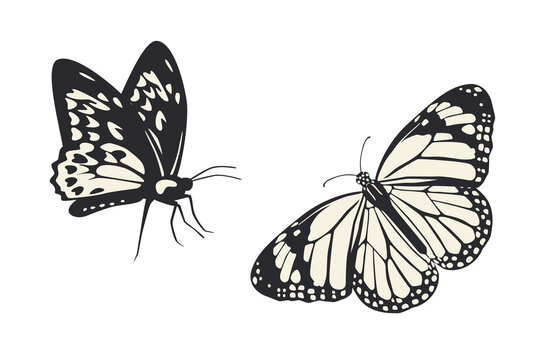 Butterfly vector illustration. Flat art trendy print. Black and white picture set