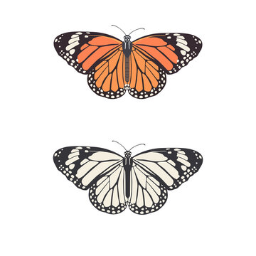 Butterfly vector illustration. Flat art trendy print. Colored and black and white picture set