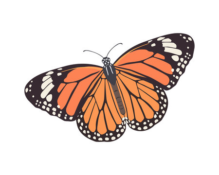 Butterfly vector illustration. Flat art trendy print. Colored picture