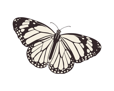 Butterfly vector illustration. Flat art trendy print. Black and white picture