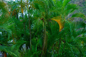 Fototapeta na wymiar Green palm tree branches in the tropical jungle