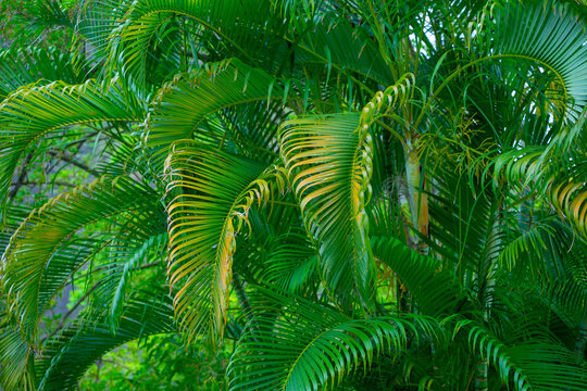 Green palm tree branches in the tropical jungle © InspireGalleries