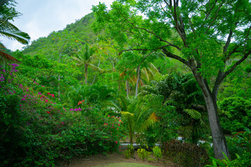 Tropical jungle landscape wet a mountain view